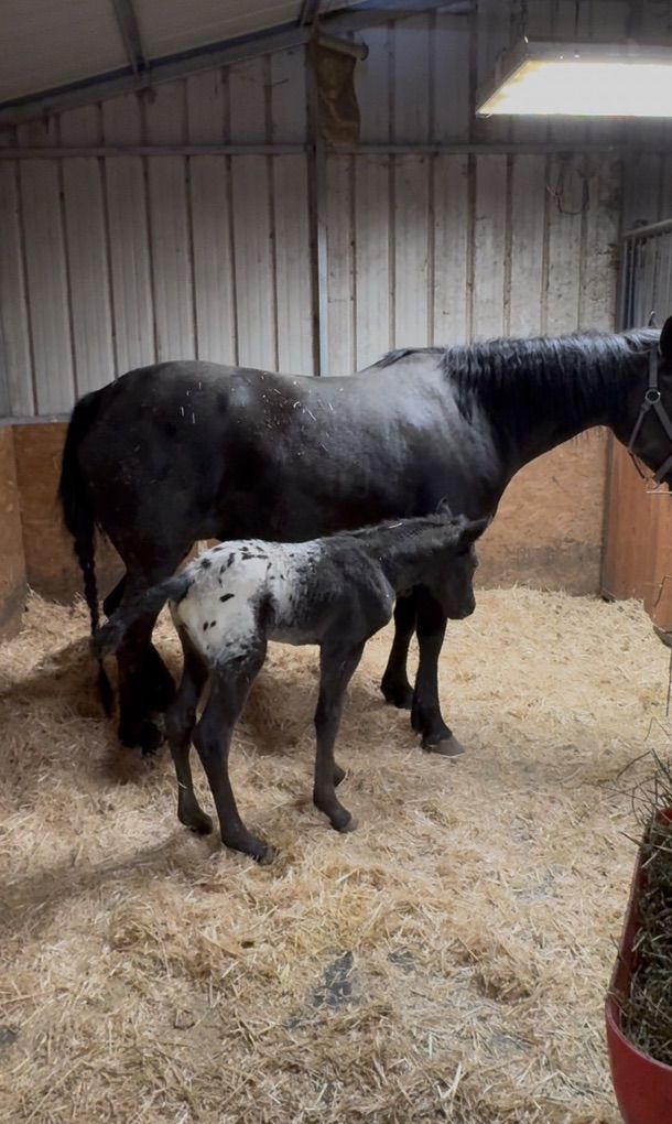 APHC/ICAA APPALOOSA COLT