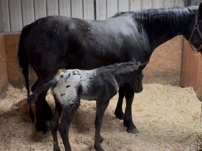 APHC/ICAA APPALOOSA COLT