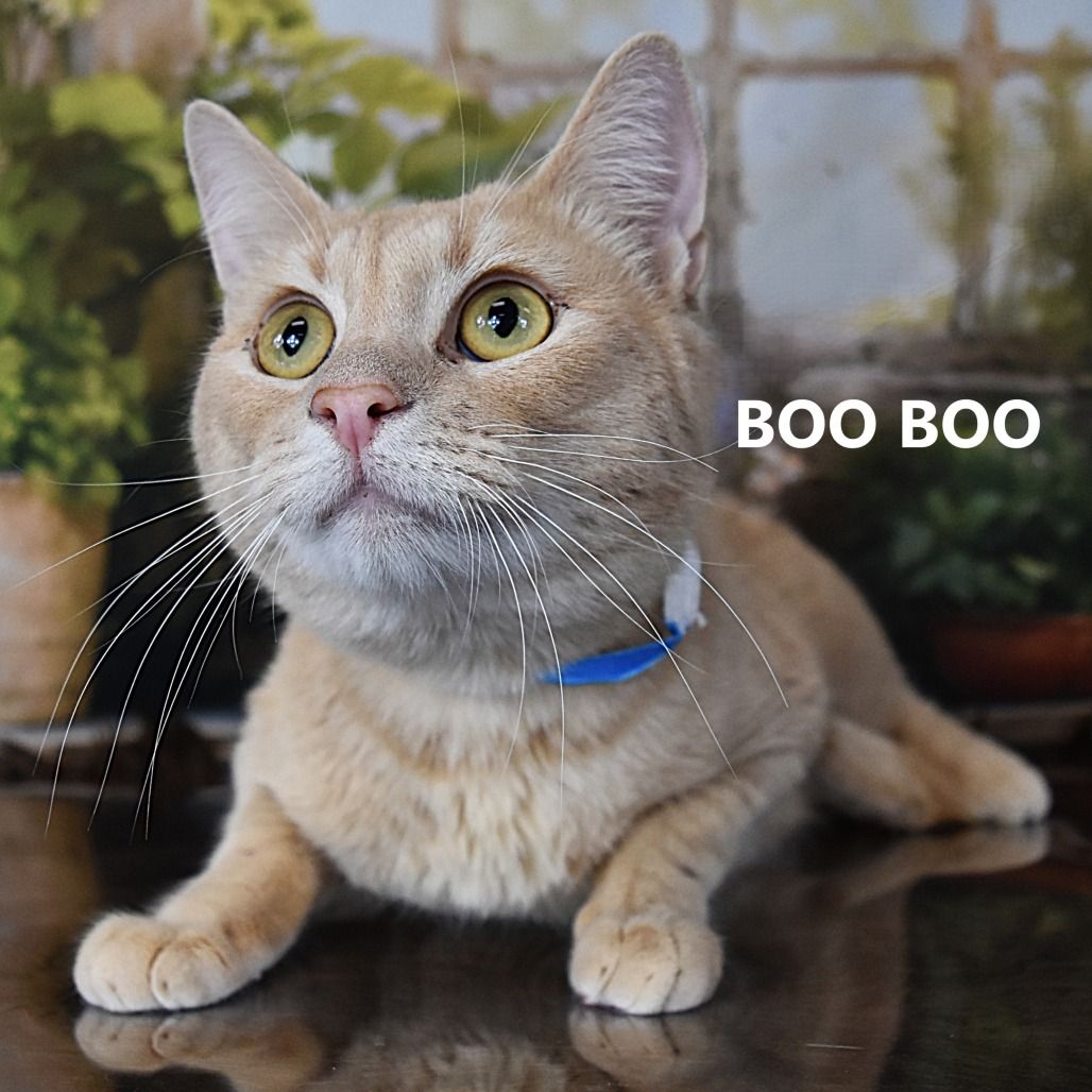 Hello my name is Boo Boo