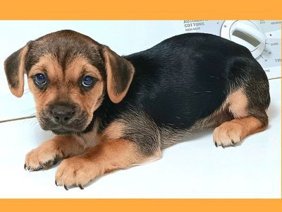 *LAST 2* Cutest French Bulldog/ Shih Tzu Puppies