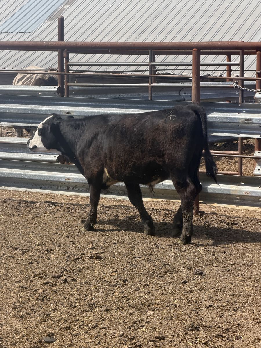 Bally faced steer 600 lbs
