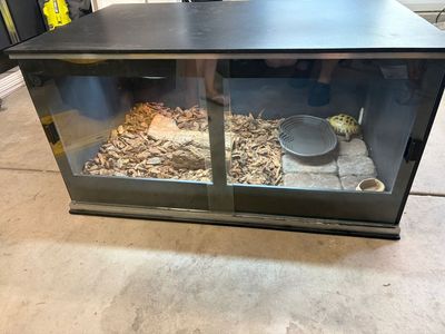 Russian Tortoise and habitat