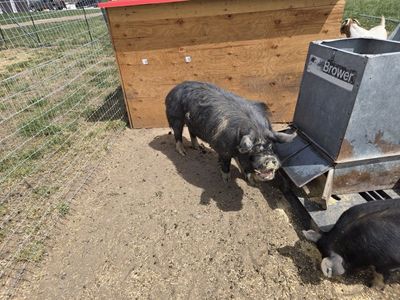 IDAHO PASTURE PIG BOAR