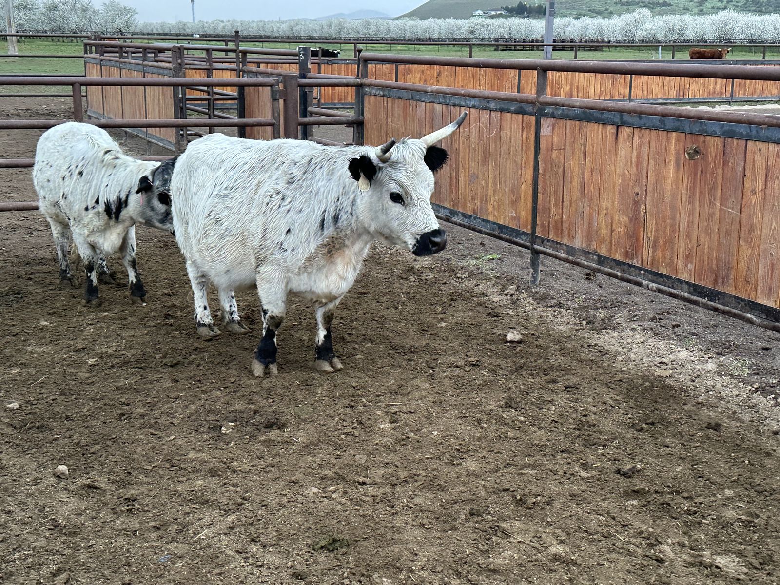 Purbred White Dexter Cow - Exposed