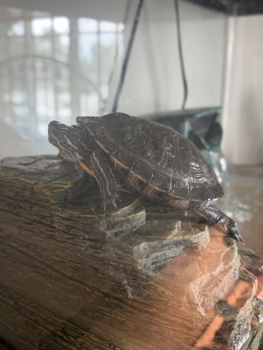 2-Year-Old Red Eared Slider Turtle with Full Tank Setup & Food