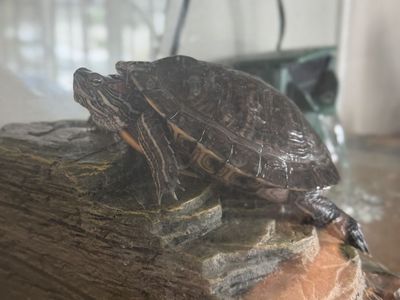 2-Year-Old Red Eared Slider Turtle with Full Tank Setup & Food