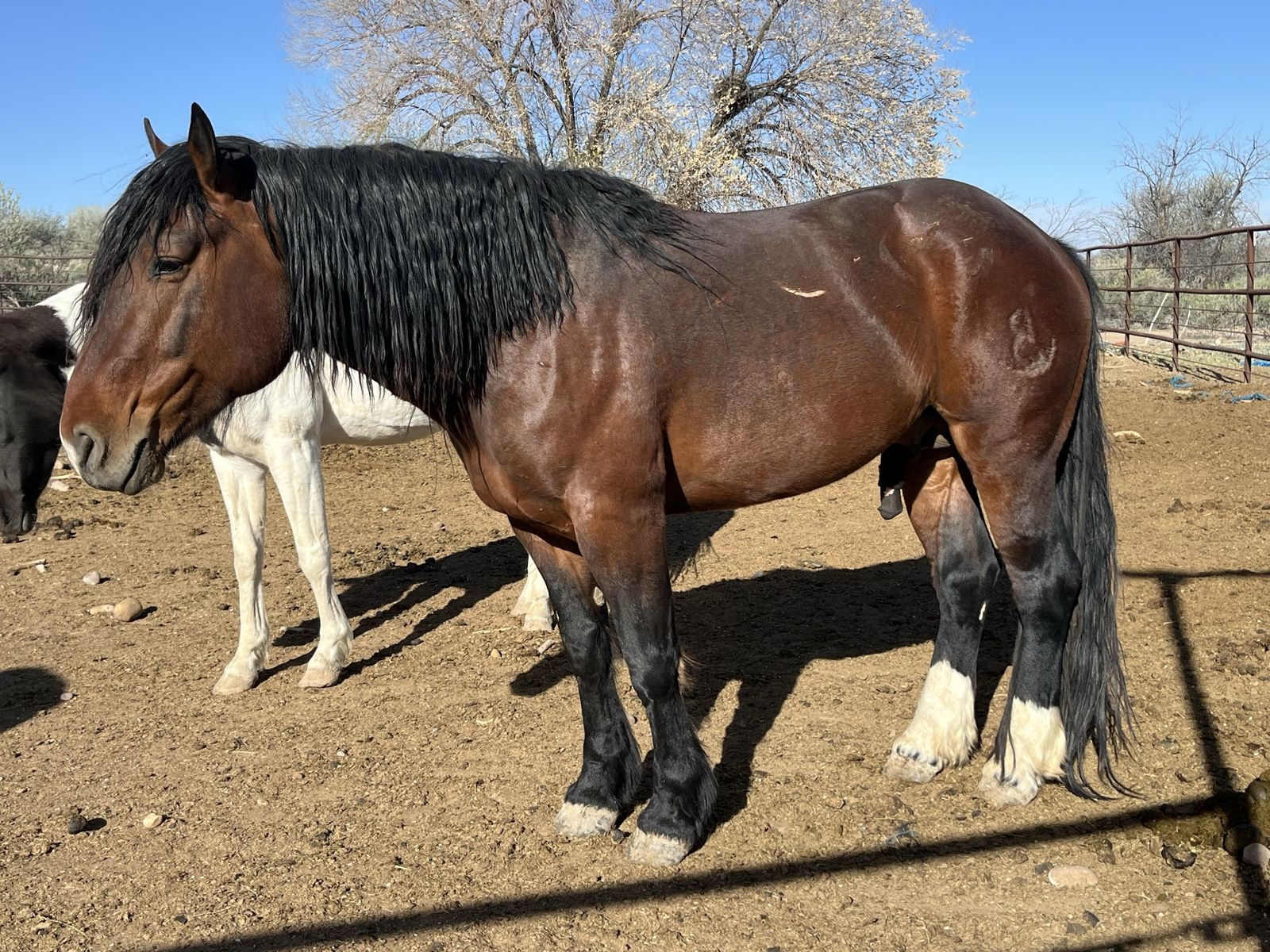 1/2 Draft Stallion (5 yr old) Percheron/AQHA cross