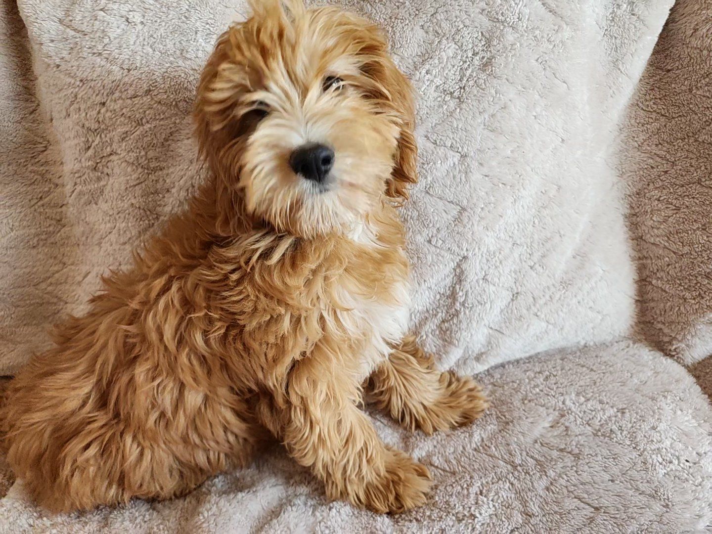 15 lbs full grown! mini Goldendoodle puppies, Golden Doodle