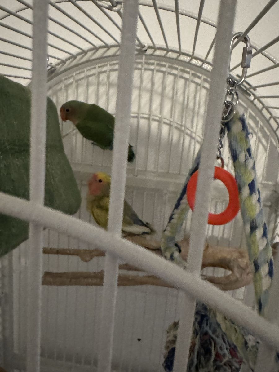 Love Birds And Cage