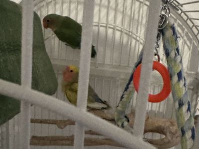 Love Birds And Cage