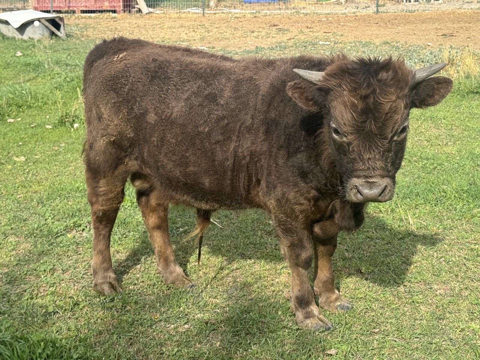 Highland/Dexter bull calf