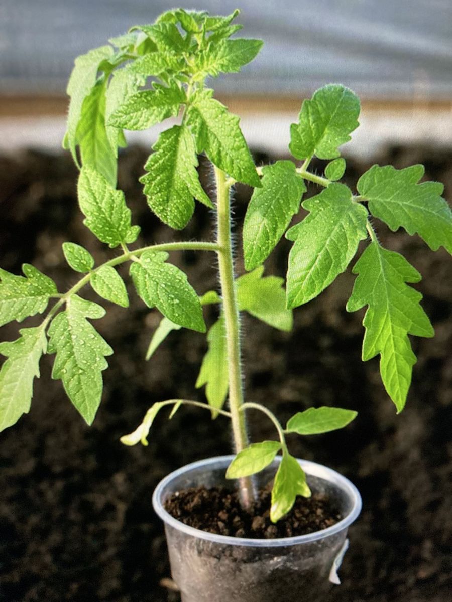Italian Roma Tomatoes