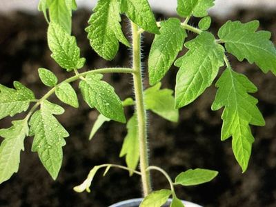 Italian Roma Tomatoes
