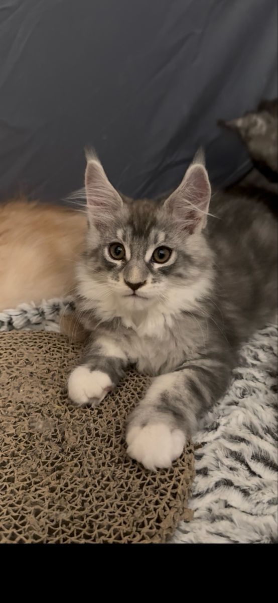 Maine Coon kittens TICA and CFA registered