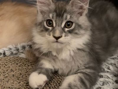 Maine Coon kittens TICA and CFA registered