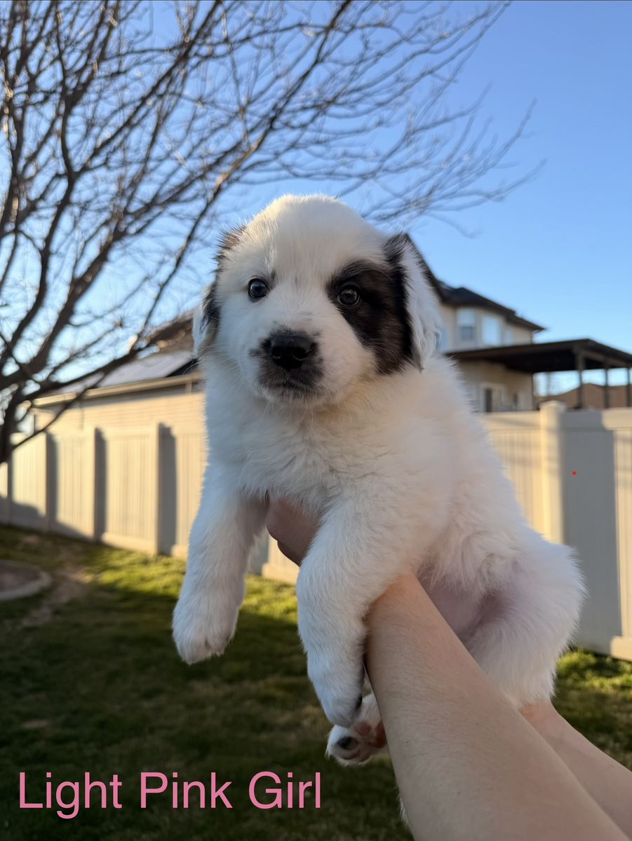 St Bernard/Border Collie Puppies