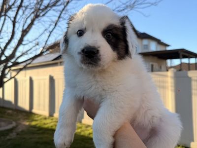 St Bernard/Border Collie Puppies