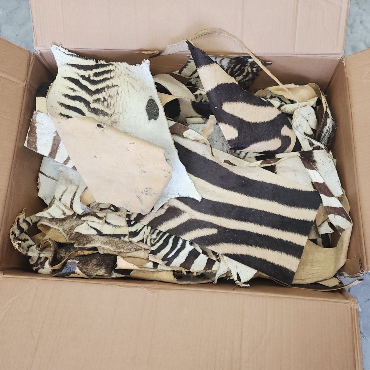 Zebra tanned pieces