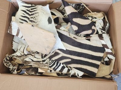 Zebra tanned pieces