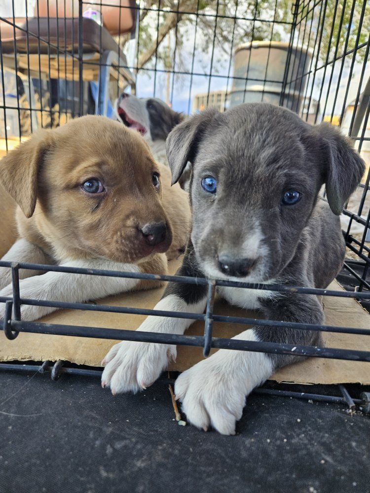 Staffordshire Bull Terrier puppy mix