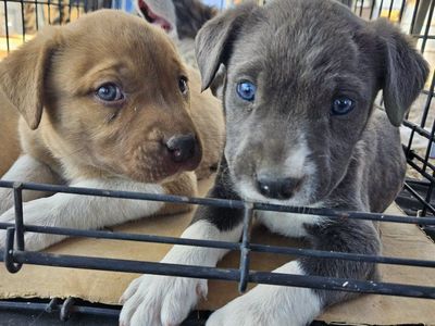 Staffordshire Bull Terrier puppy mix
