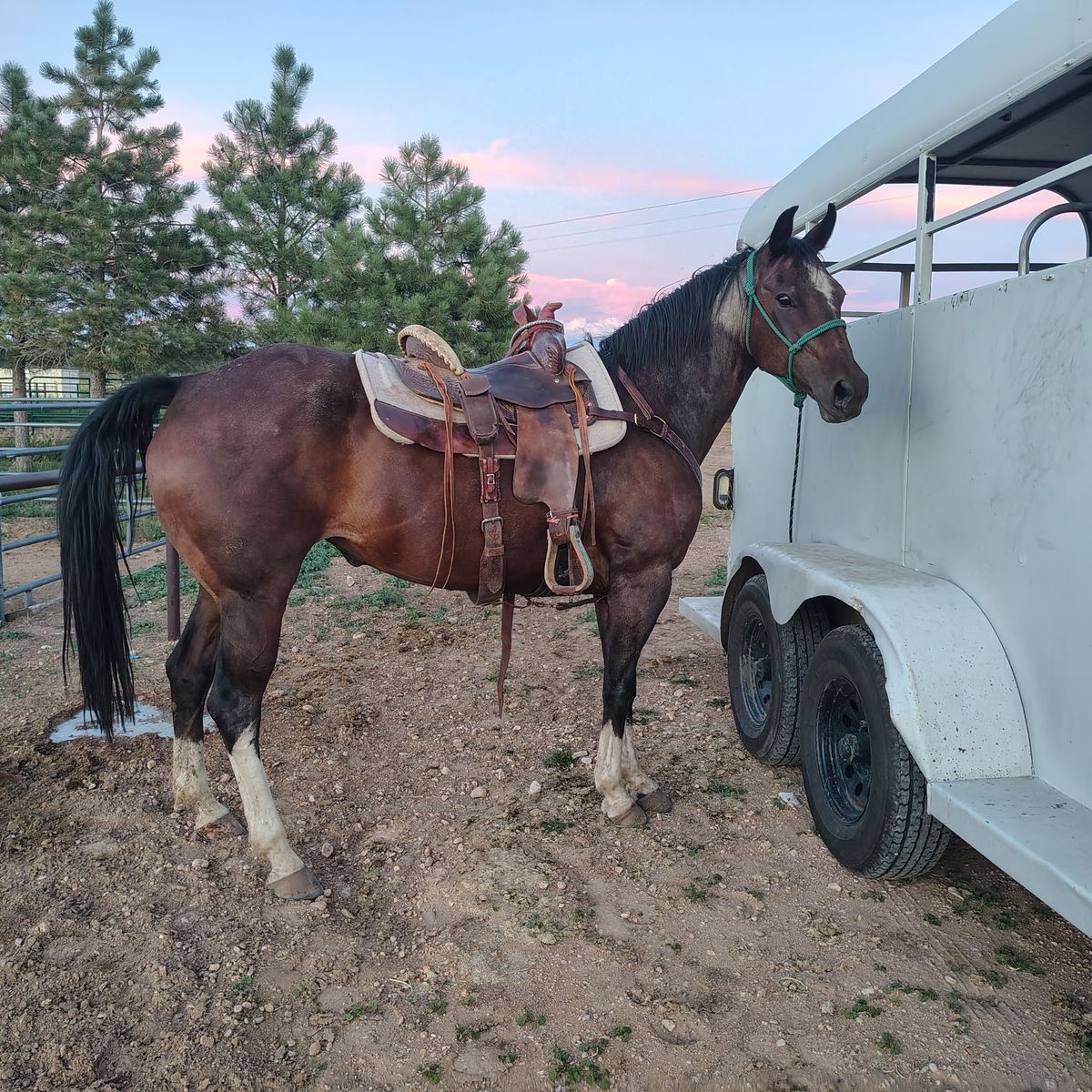 Roan qh mare