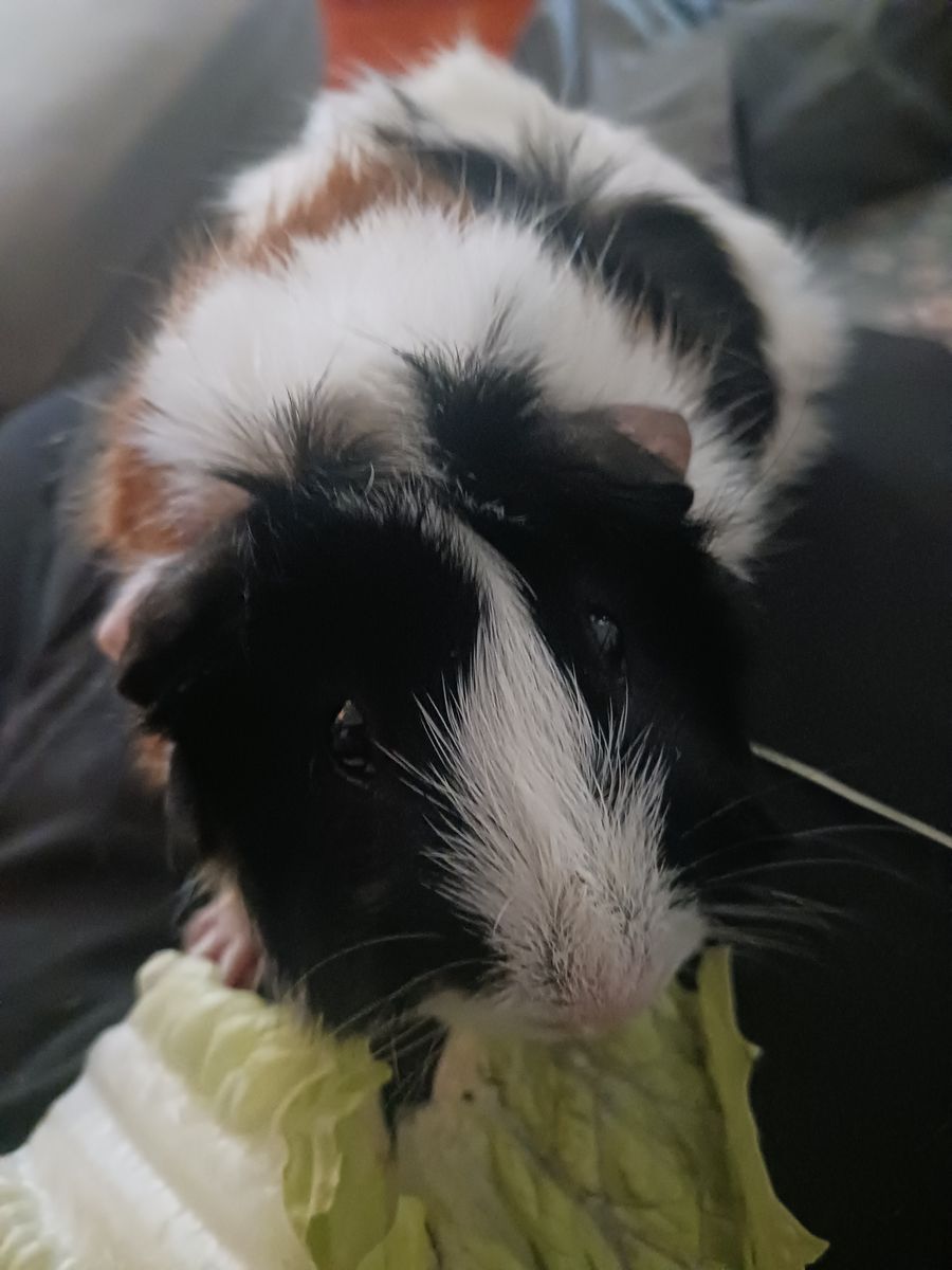 FREE FEMALE FUKNEA PIGS PLEASE Help