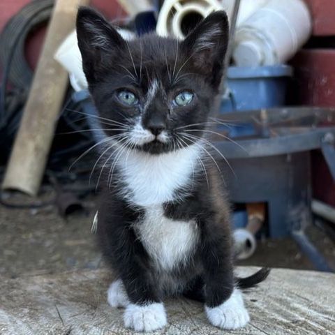 Baby kitties