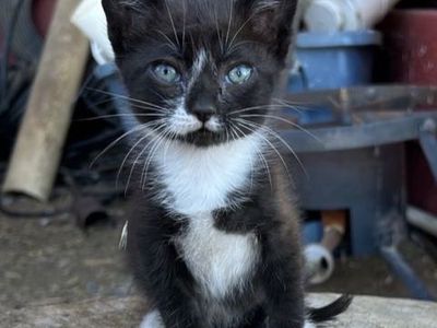 Baby kitties