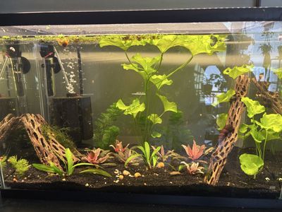 10 gallon Pygmy Cory + Cherry Shrimp Planted Tank