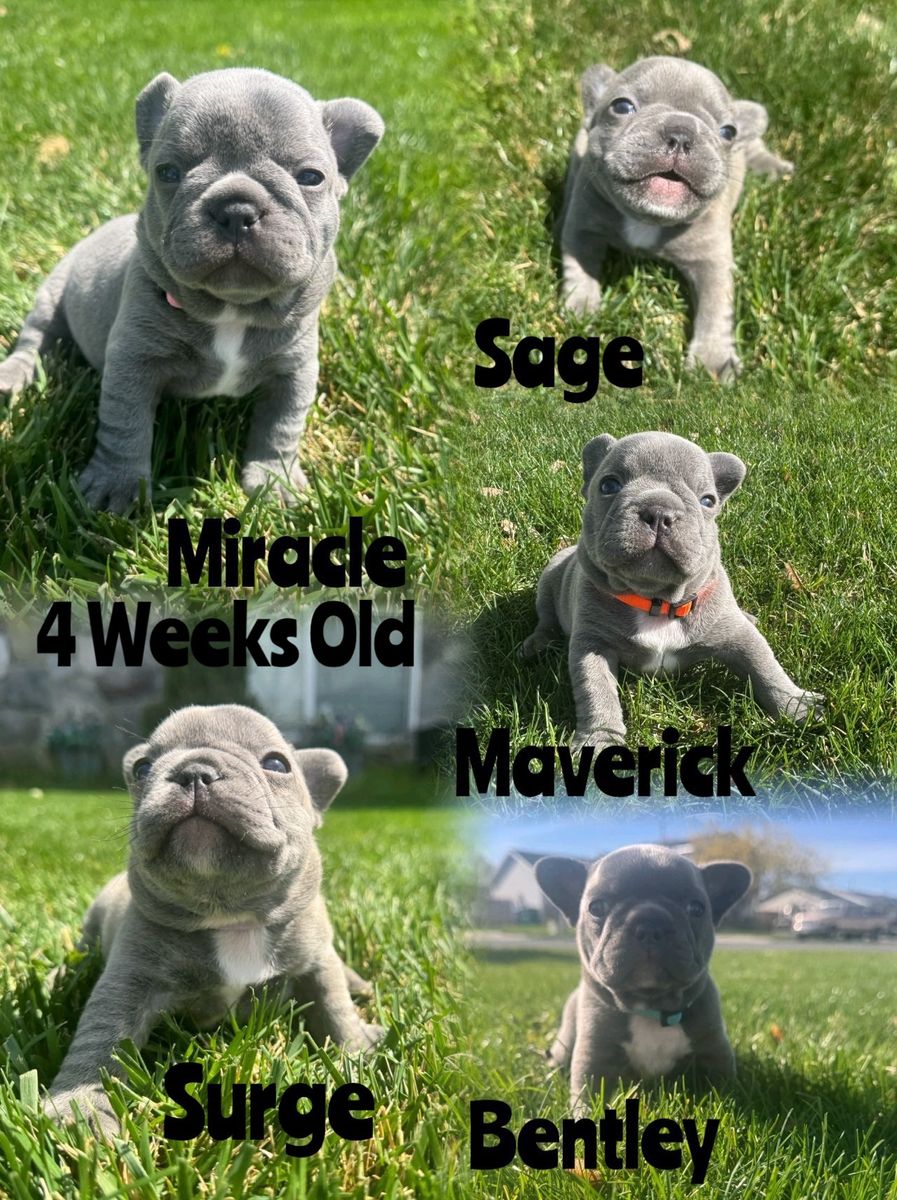 AKC French Bulldog Puppies Blue Frenchie