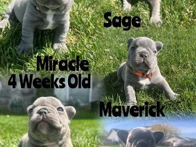 AKC French Bulldog Puppies Blue Frenchie