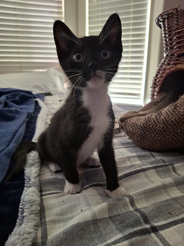 super cute kittens