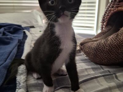 super cute kittens