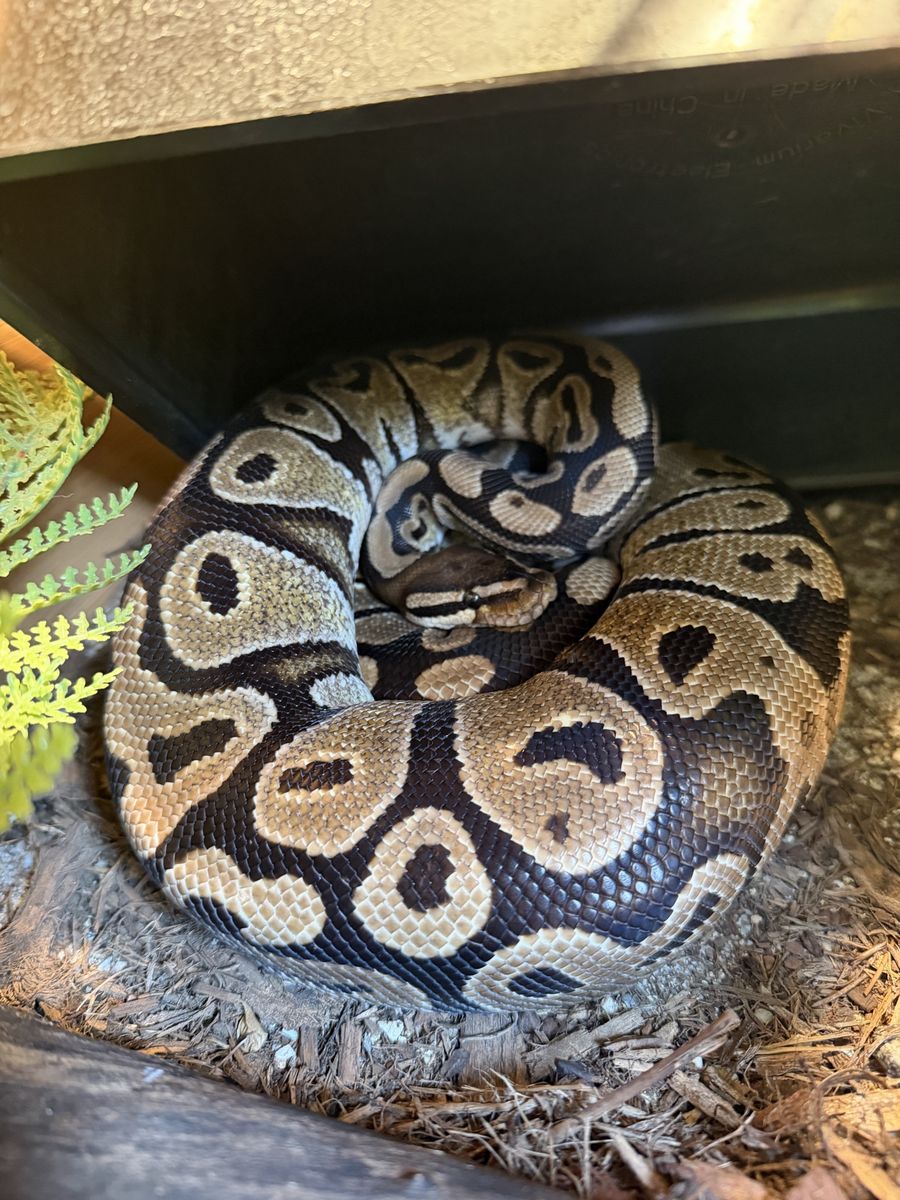 Female Ball Python + Enclosure set up!