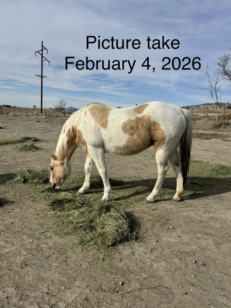 Retired Broodmare and Young range Broodmare