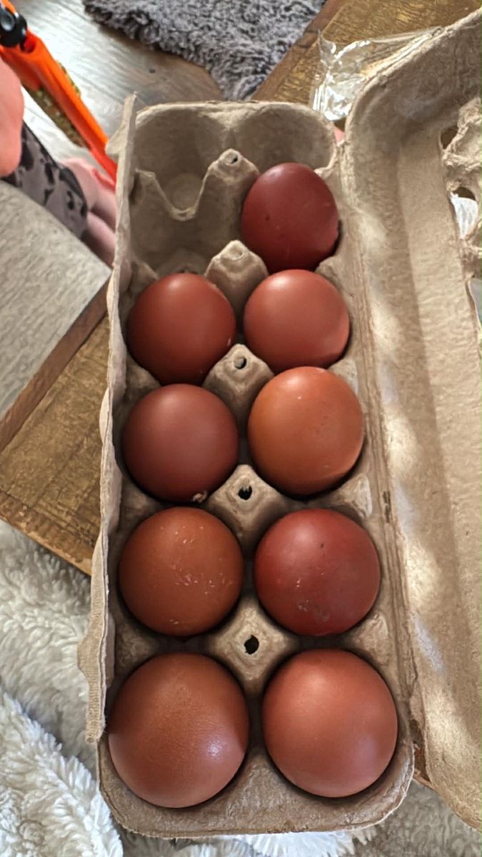 Black Copper Maran Hatching Eggs