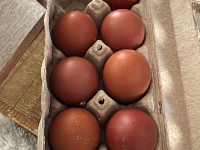 Black Copper Maran Hatching Eggs