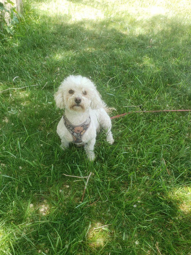 Adorable toy poodle female.