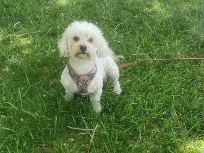 Adorable toy poodle female.