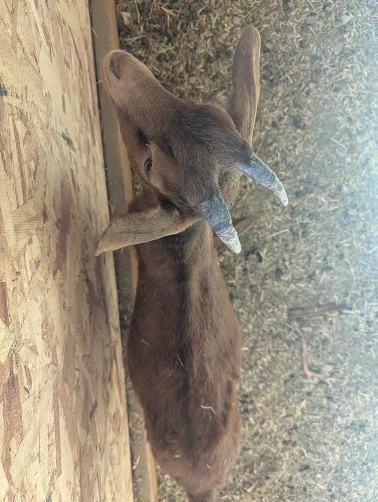 Goats (mom and baby boy)