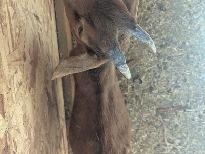 Goats (mom and baby boy)