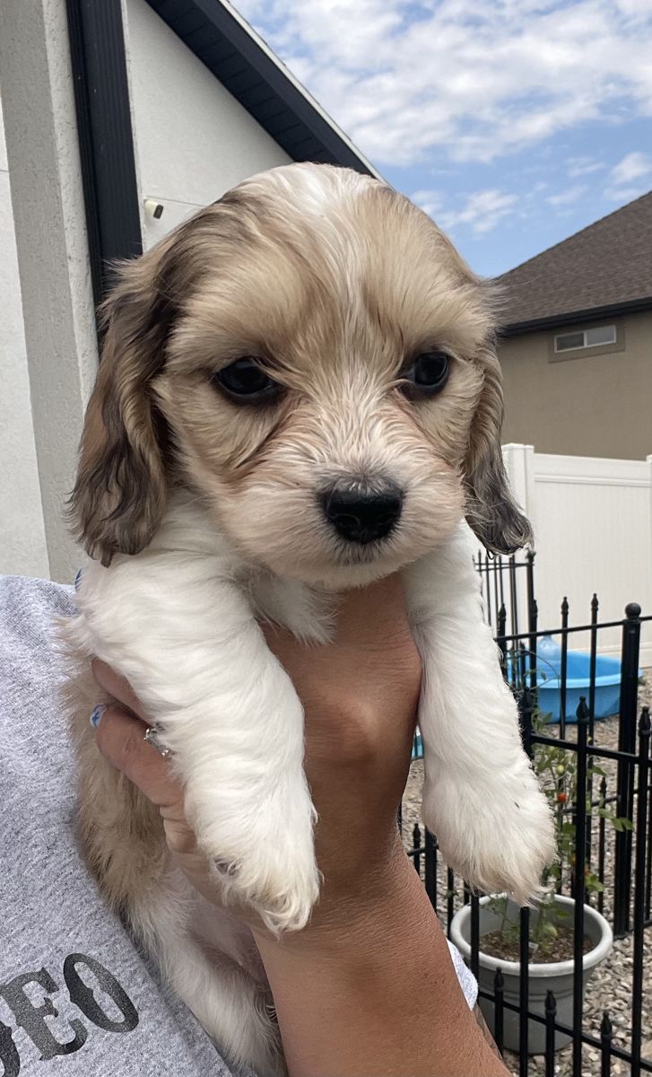 AKC soft wire dachshund