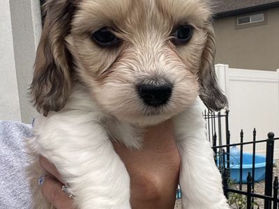 AKC soft wire dachshund
