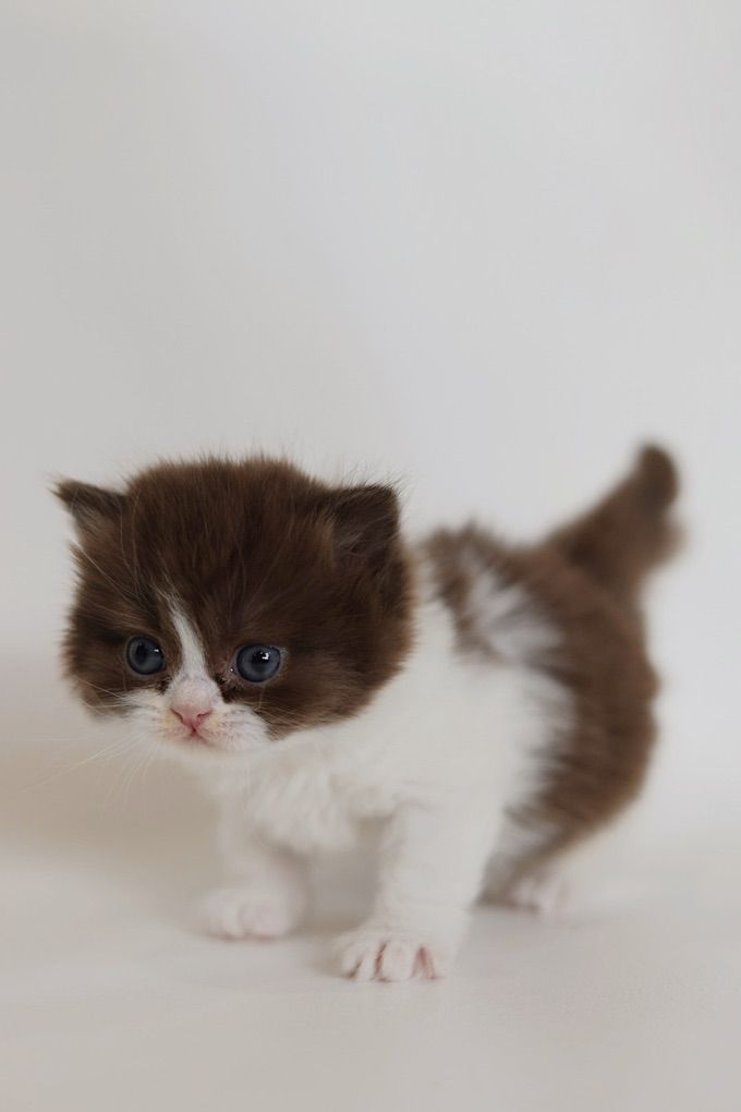 Premier Show Quality British Kittens