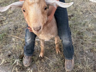 Boer doe