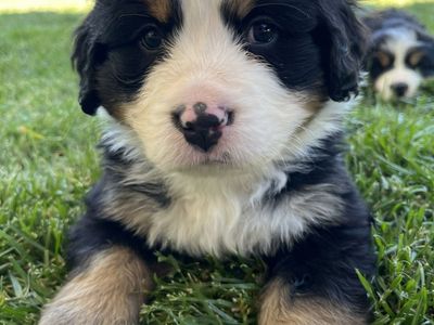 Bernese Mountain Dog Puppies
