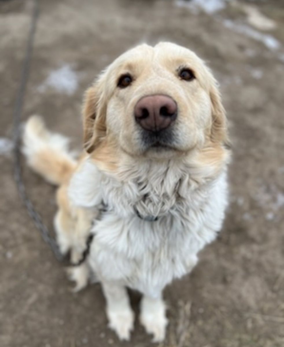 Free* to good home! Beautiful Pyrenees Golden Retriever Mix - Loving Family Companion and great guard dog