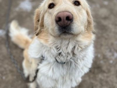 Free* to good home! Beautiful Pyrenees Golden Retriever Mix - Loving Family Companion and great guard dog