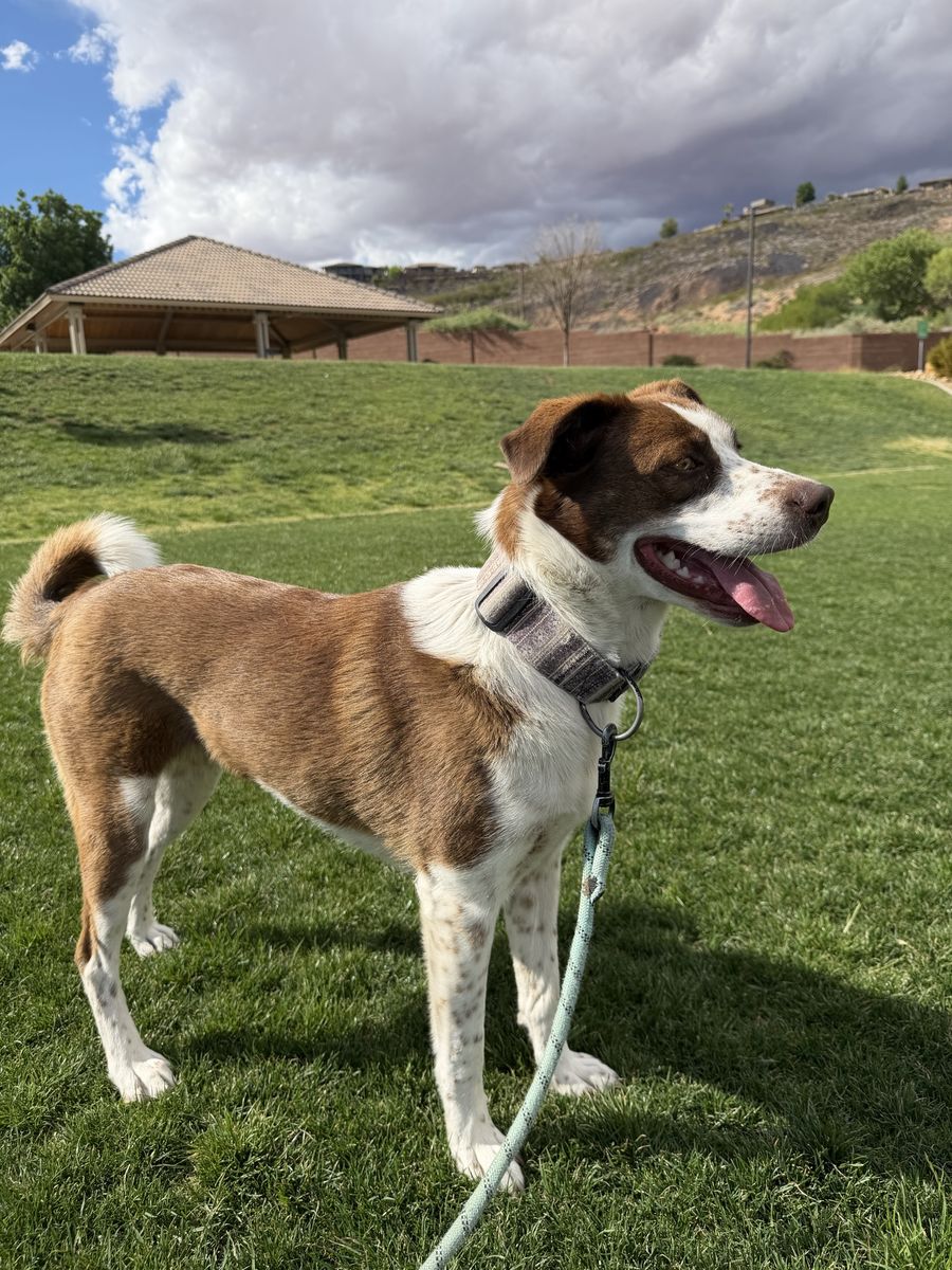 3 year old female border collie Australian Shepard